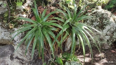 Hechtia