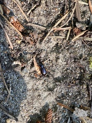 Synuchus impunctatus