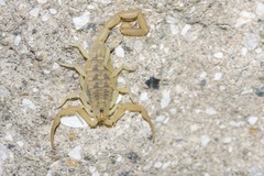 Centruroides sculpturatus