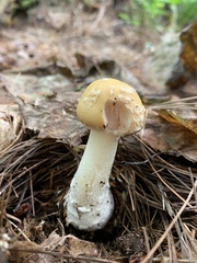 Amanita russuloides