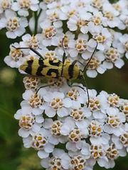 Chlorophorus varius