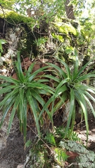 Hechtia