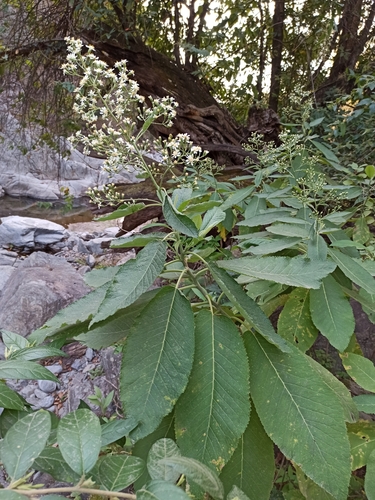 Dendrophorbium peregrinum, photograph 5