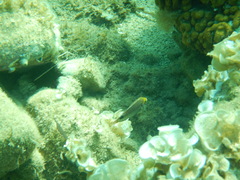 Symphodus mediterraneus