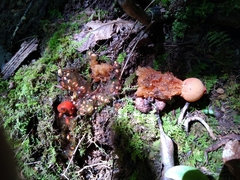 Calostoma cinnabarinum