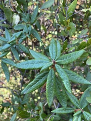 Rhododendron groenlandicum