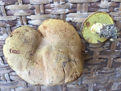 Boletus subtomentosus image