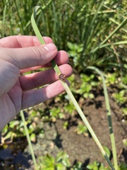 Schoenoplectus americanus