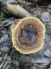 Phaeolus
