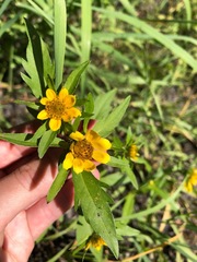 Bidens amplissima
