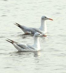 Chroicocephalus genei