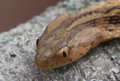 Dryophylax hypoconia