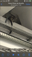 Didelphis albiventris