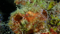 Polycarpa spongiabilis