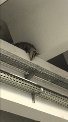 Didelphis albiventris