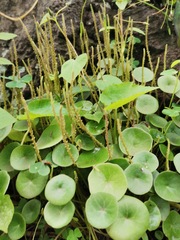 Peperomia bracteata