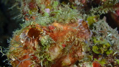 Polycarpa spongiabilis