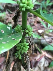 Hedyotis