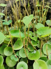Peperomia bracteata
