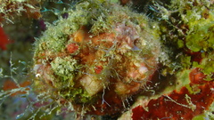 Polycarpa spongiabilis