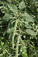 Amaranthus dubius