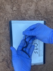 Thamnophis sirtalis pallidulus