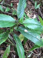 Hedyotis
