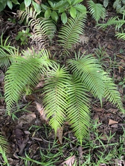 Thelypteridaceae