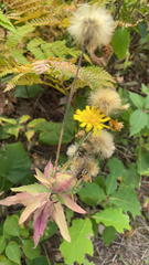 Hieracium umbellatum
