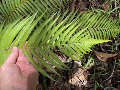 Thelypteridaceae