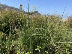 Schoenoplectus americanus