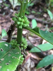 Hedyotis