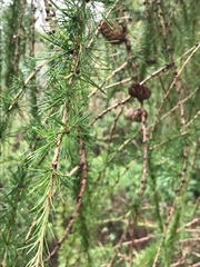 Larix decidua