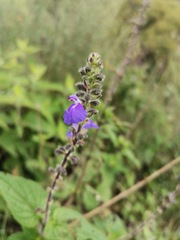 Salvia amarissima
