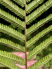 Thelypteridaceae