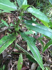 Hedyotis