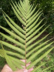 Thelypteridaceae