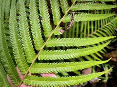 Thelypteridaceae