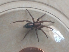 Herpyllus propinquus