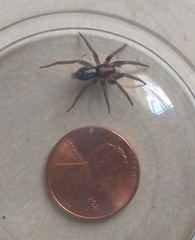 Herpyllus propinquus