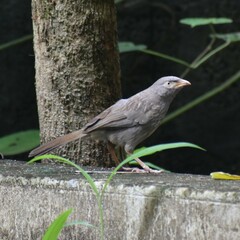Argya striata