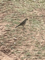 Turdus amaurochalinus