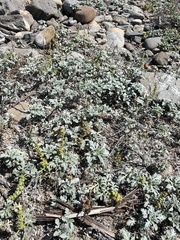 Ambrosia chamissonis