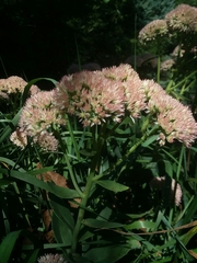 Hylotelephium maximum × spectabile