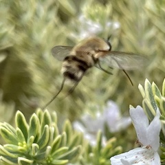 Heterostylum robustum