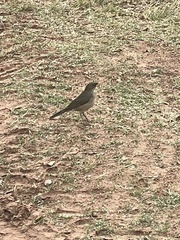 Turdus amaurochalinus