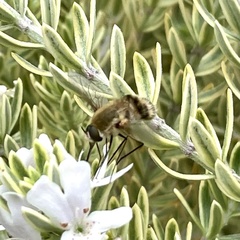 Heterostylum robustum