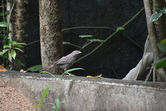 Argya striata