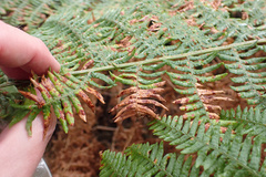 Chirosia grossicauda