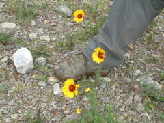 Gaillardia aristata